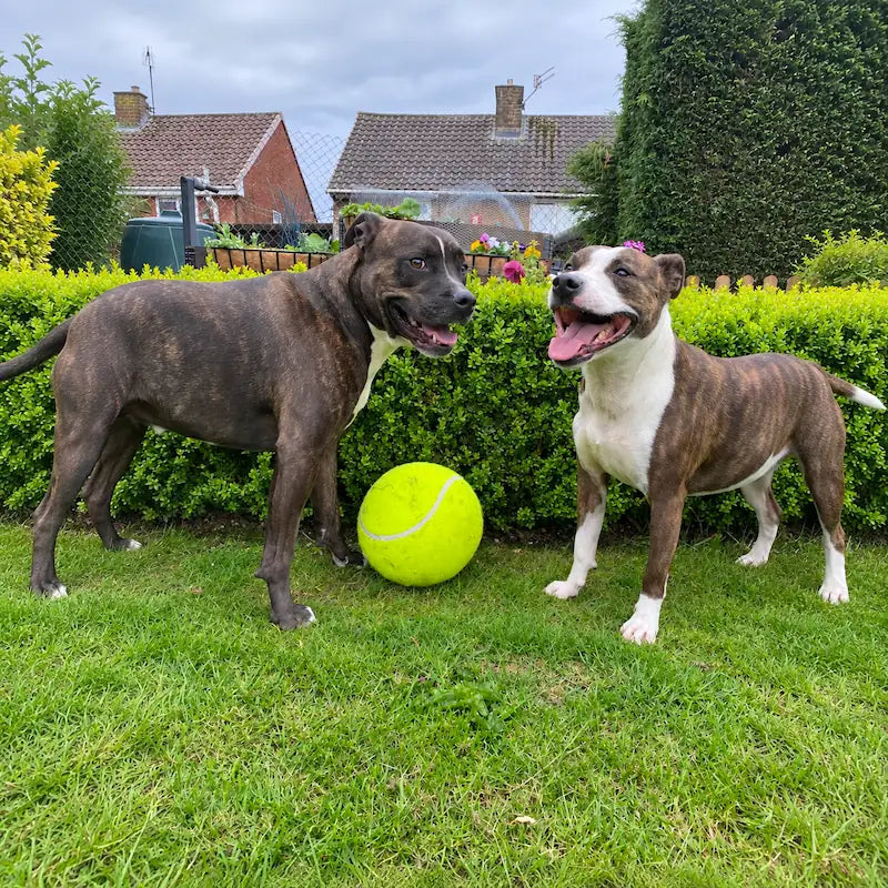 Two dogs standing on a grassy lawn in front of a hedge, with a large yellow tennis ball between them. 