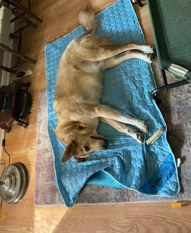 Bark Haul