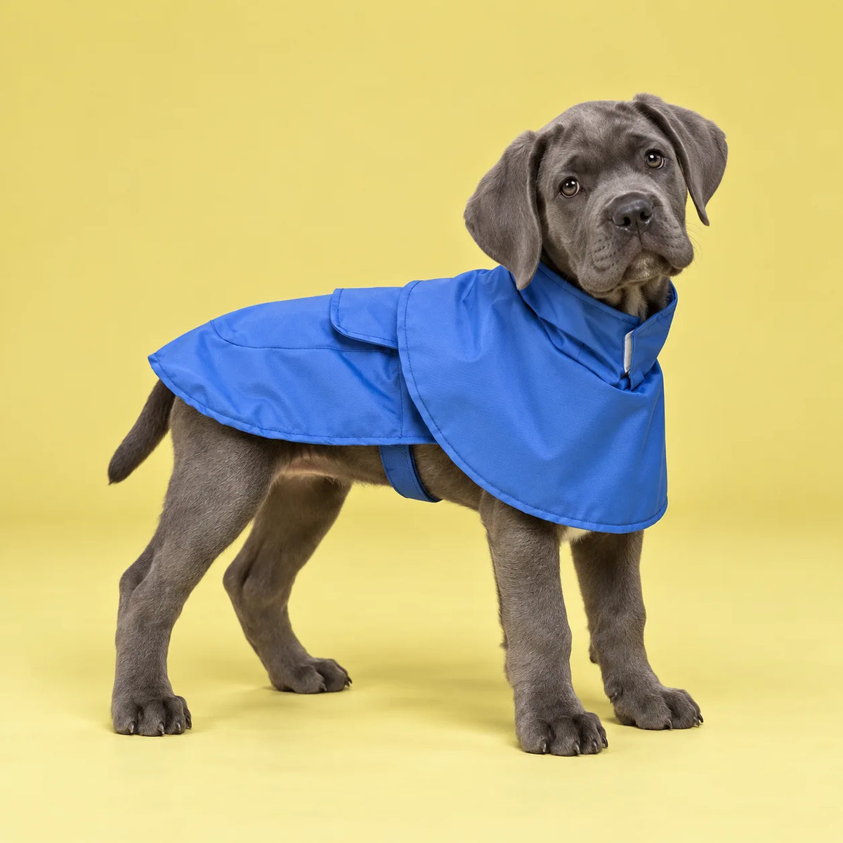 Dog Raincoat | Stylish Waterproof Cape
