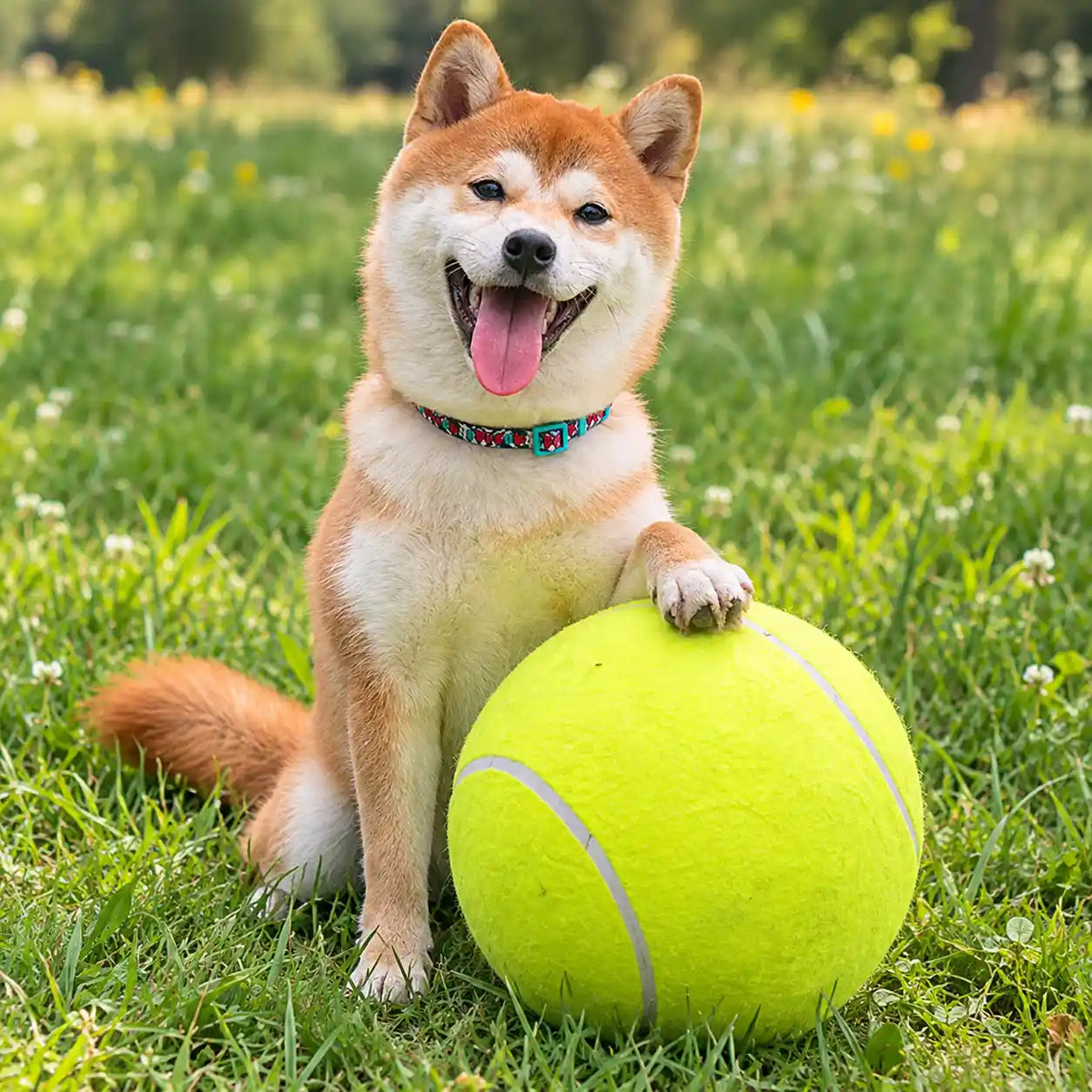 A Shiba Inu dog sitting in a grassy field next to a giant yellow tennis ball, wearing a colorful patterned collar.