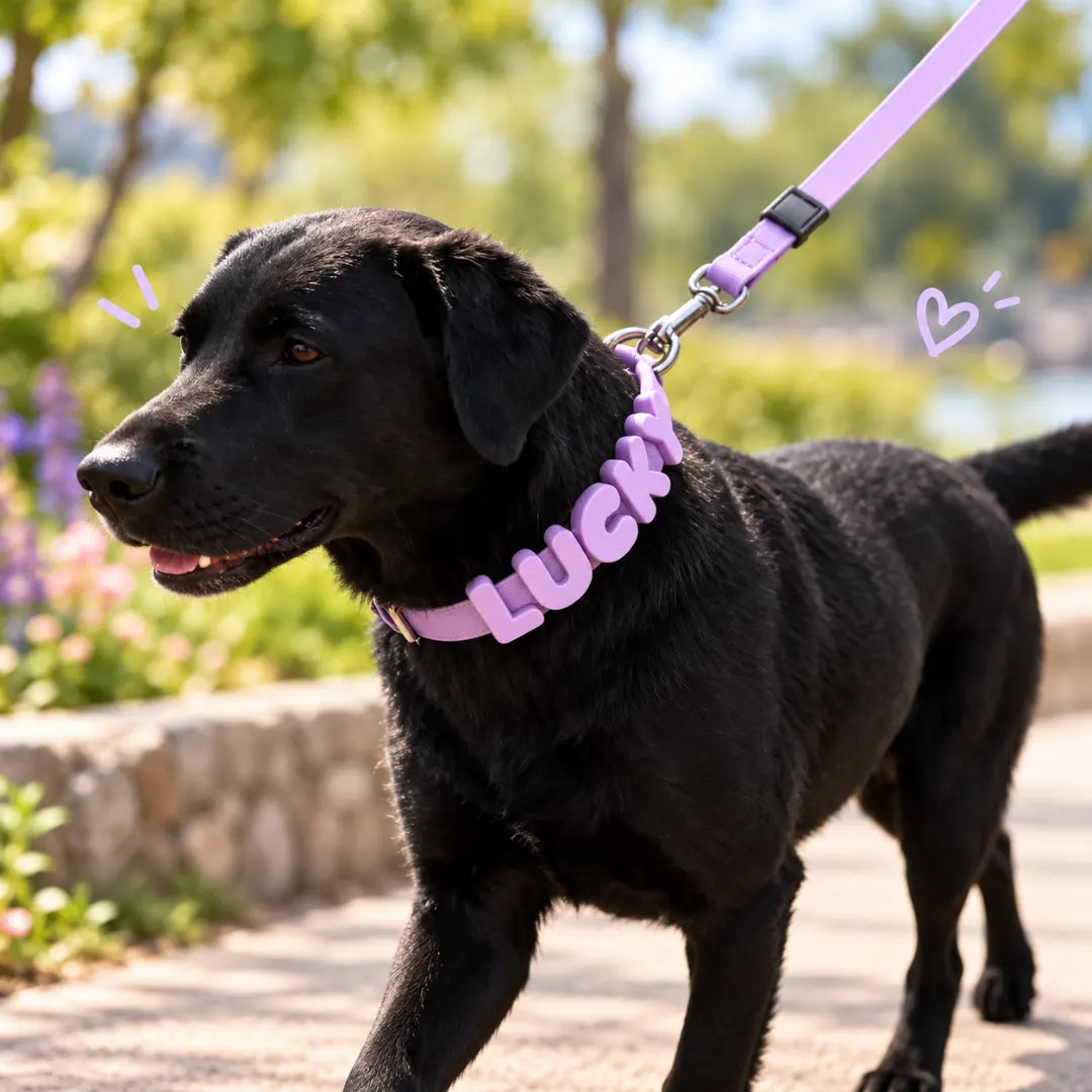 NameLoop™ Personalized Dog Collar