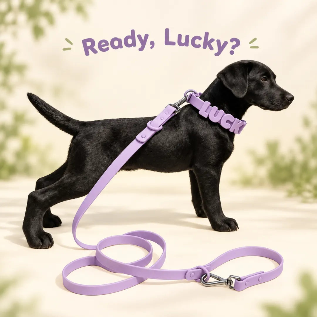 NameLoop™ Personalized Dog Collar