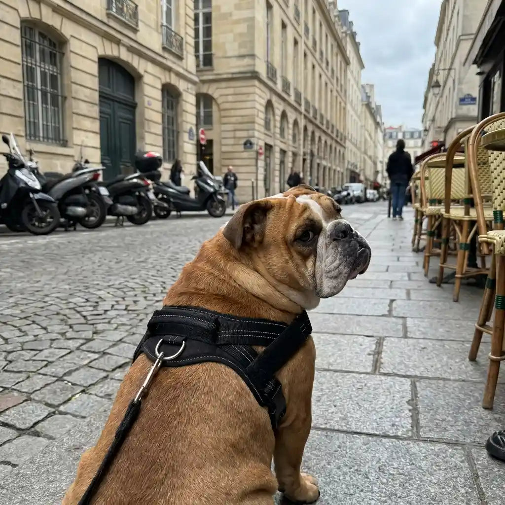 ControlFit™ No-Pull Harness | Comfortable Control for Easier Walks
