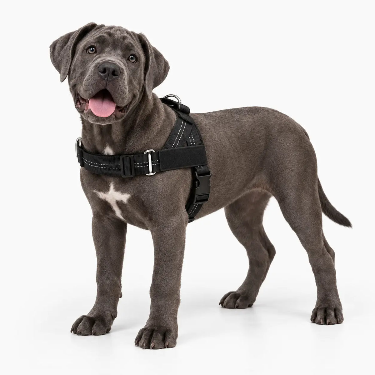 ControlFit™ No-Pull Harness | Comfortable Control for Easier Walks