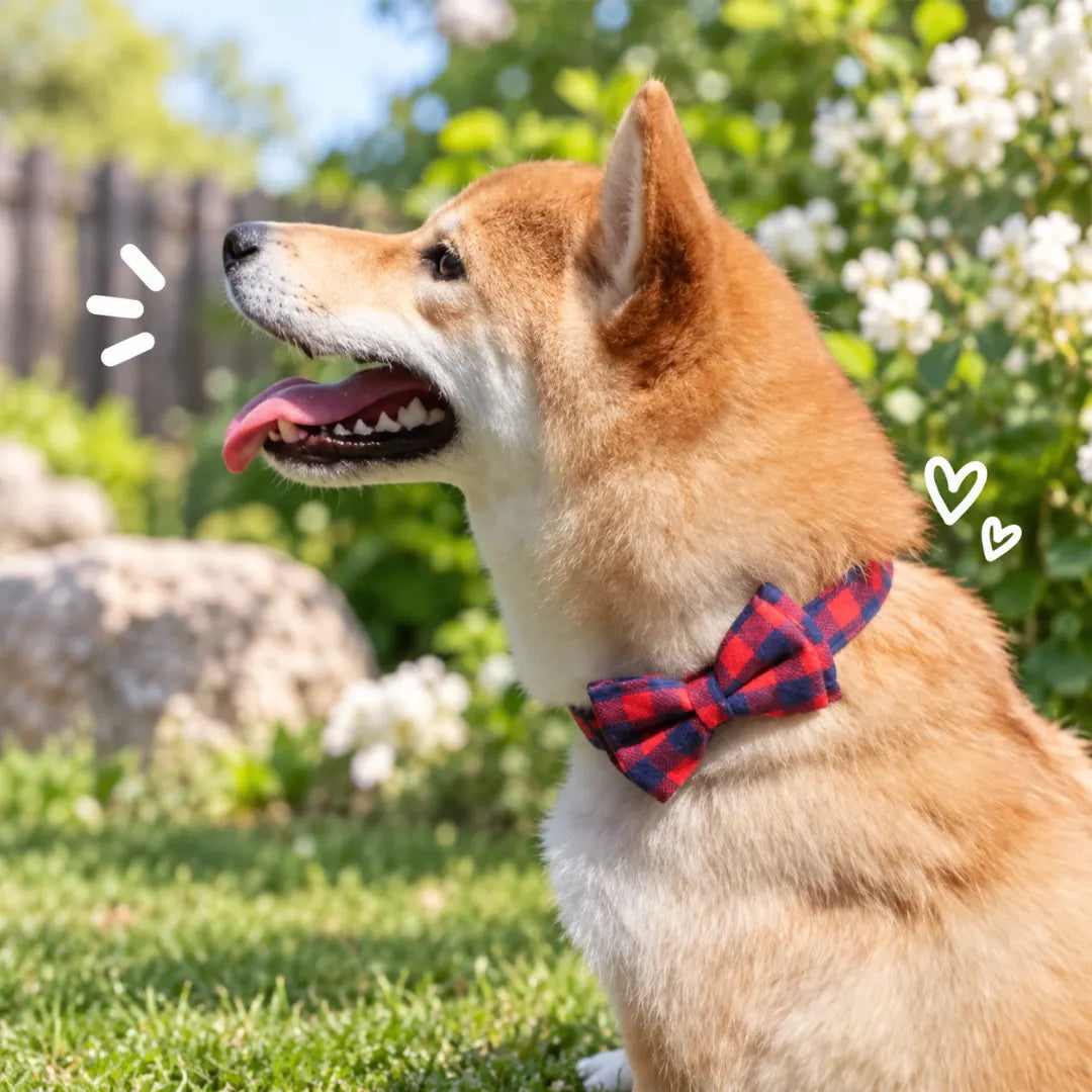 TailorTie™ Bow Tie Dog Collar