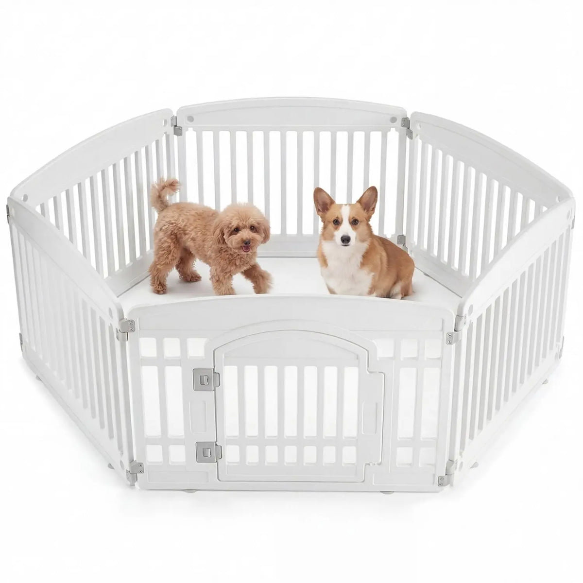 Two dogs inside a white pet playpen on a white background