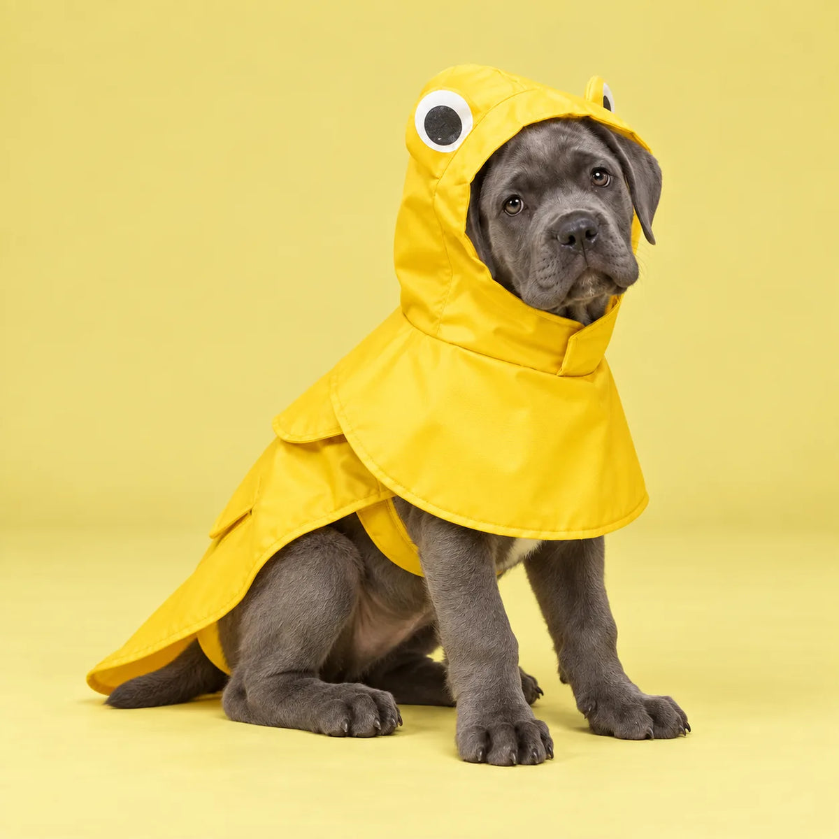 Dog Raincoat | Stylish Waterproof Cape