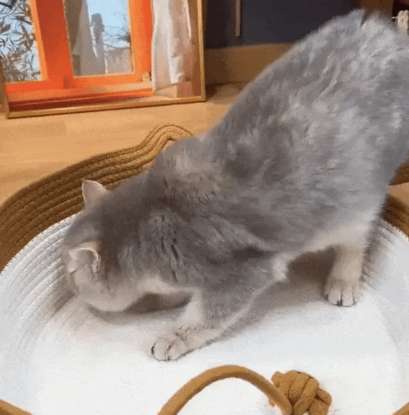 6. Claimed By 94% Of Cats Within 48 Hours